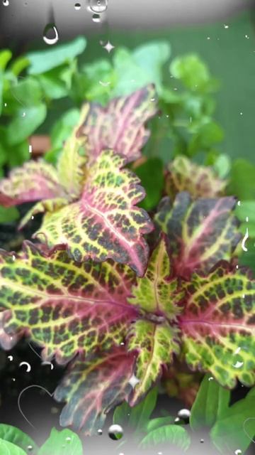 Растут малыши и скоро будут просто красавцами #колеус смотреть онлайн