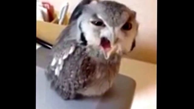 Орущая сова смотреть онлайн