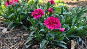 Особенности высадки гвоздики в открытый грунт