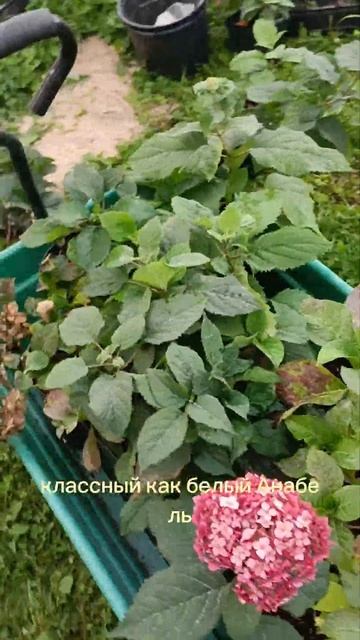 Собираю коллекцию древовидных гортензий, буду размно? смотреть онлайн