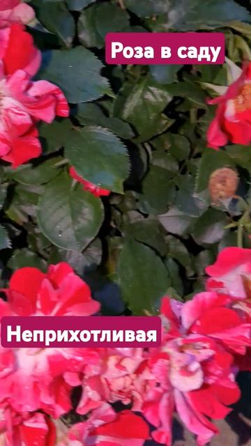 НЕПРИХОТЛИВАЯ РОЗА в моём САДУ #многолетники #цветы #д? смотреть онлайн