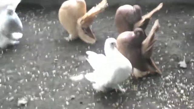 Статные Голуби! смотреть онлайн