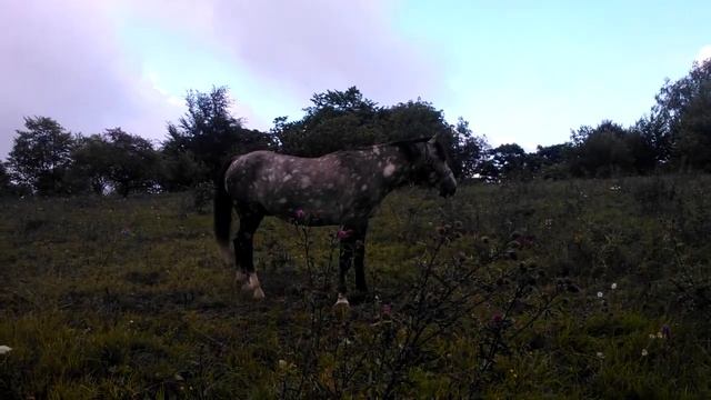 Адыгейский конь_2013 смотреть онлайн