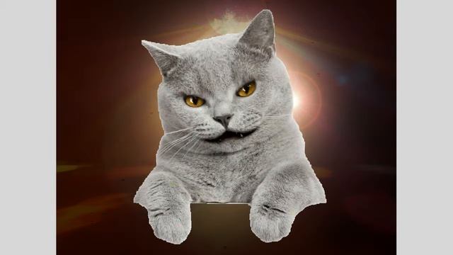 кот смотреть онлайн