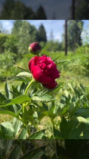 Ранний бордовый пион ♥️ роскошь на грани разорения смотреть онлайн