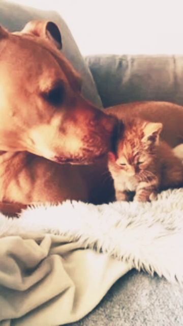 клип: А ВЕДЬ КОШКИ и СОБАКИ МОГУТ БЫТЬ ДРУЗЬЯМИ смотреть онлайн