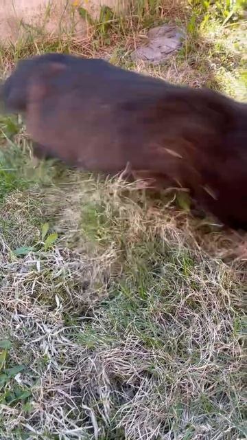 Поймал мыша - ешь не спеша! смотреть онлайн