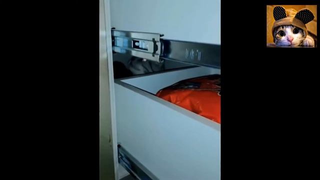 ЮМОР С КОТАМИ●СМЕШНЫЕ ВИДЕО ДО СЛЁЗ●ПОДБОРКА ПРИКОЛОВ С ЖИВОТНЫМИ смотреть онлайн