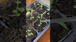 Обриета из семян,как вырастить. Пикировка, формировка