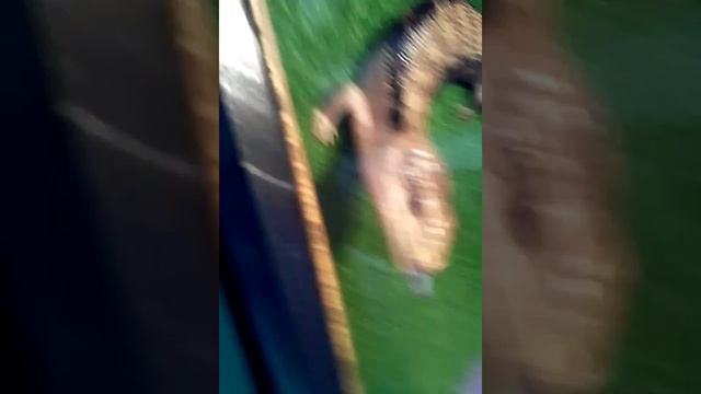 Выставка животных.Часть 2 смотреть онлайн