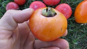 Хурма Никитская Бордовая.