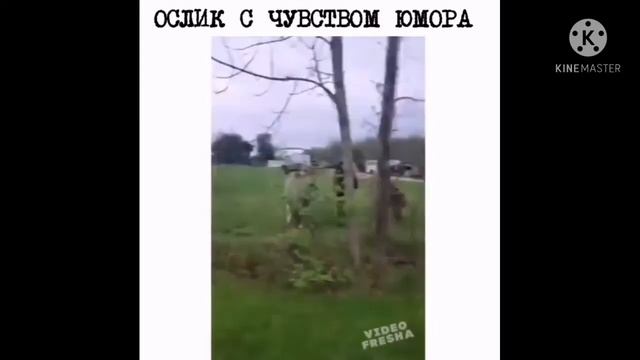 Funny videos 2021 / Смешные приколы #6 2021 смотреть онлайн