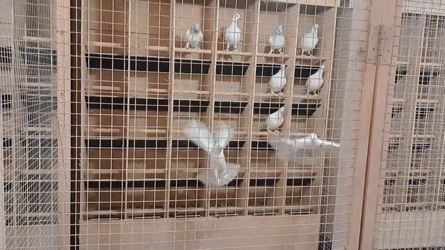 06.02.2023. Голубятня на Черкизовской у Сергея. Голуби Будапешшты. смотреть онлайн