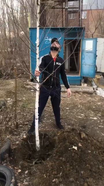 Белая берёза ❤️ посадил белую берёзу😍 смотреть онлайн