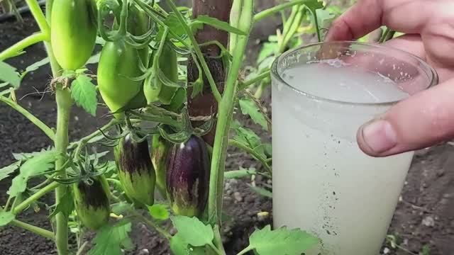 СРОЧНО ЛЕТОМ! 1 литр — и огурцы/помидоры/перец заваливают урожаем! Даже хилые кусты оживают! смотреть онлайн