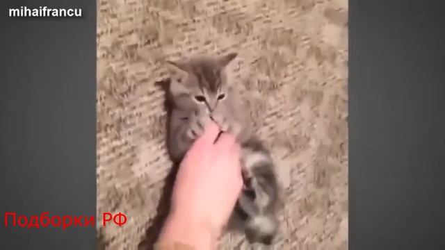 Подборка приколов с животными Часть № 5 смотреть онлайн
