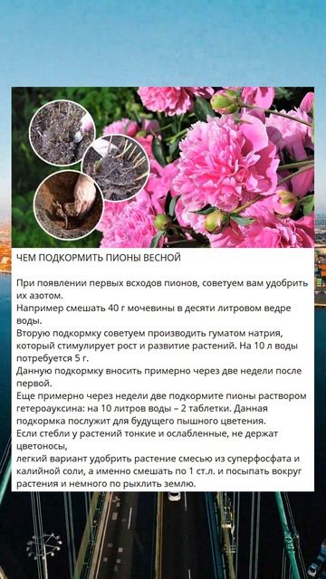e ЧЕМ ПОДКОРМИТЬ ПИОНЫ ВЕСНОЙ G смотреть онлайн