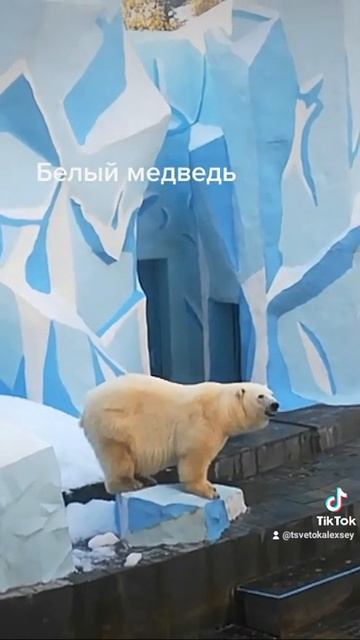 Белый медведь. Белый мишка. Зоопарк имени Р.А.Шило. Цве?