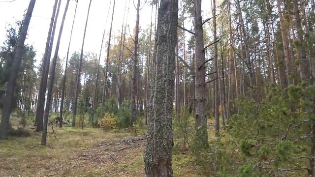 Удачное открытие загонной охоты на ЛОСЯ 2019!!! смотреть онлайн