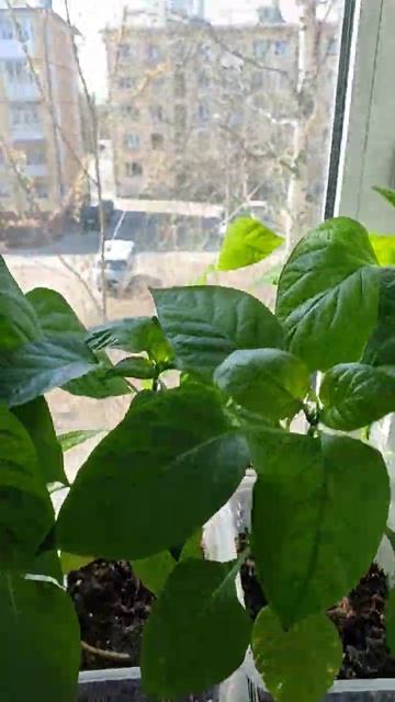 Дачу продали, а руки тянутся, что нибудь посадить. #пер? смотреть онлайн