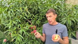 Обзор персика Лаурол.