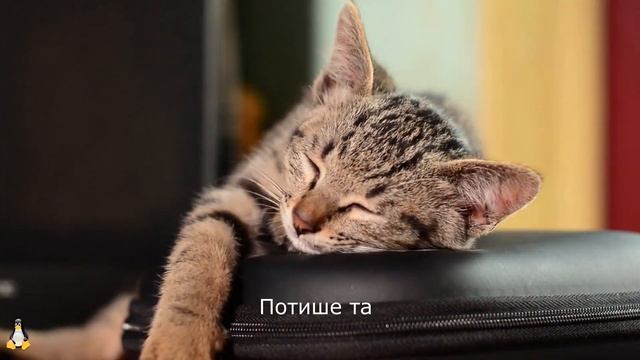 Прикольные мысли братьев наших меньших. смотреть онлайн