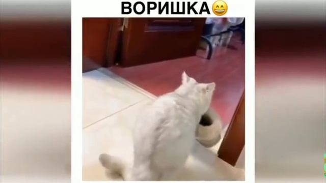 Приколы века хехе смотреть онлайн