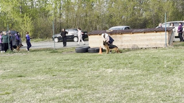 13.  выр/перв ГРЭЙС ИЗ ДОМА АВЕРЬЯНОВЫХ (Аллемо Хаус Рэд – Блитц Артиг Эврика)