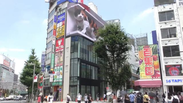 кiт, не прыгай (жапанис верисон) смотреть онлайн