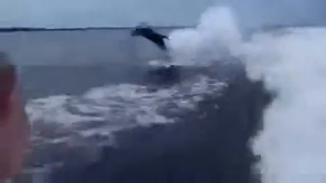 Дельфин гонится за катером Юмор! Прикол! Смех смотреть онлайн