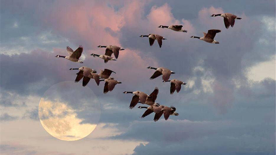 Анна Широченко - А годы летят..автор ролика Светлый.. смотреть онлайн