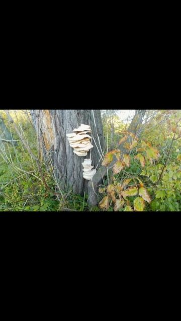 Можно есть эти грибы или только раз.#грибы #сборгрибов смотреть онлайн