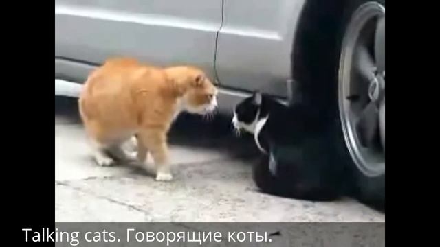 Talking cats. Говорящие коты. смотреть онлайн