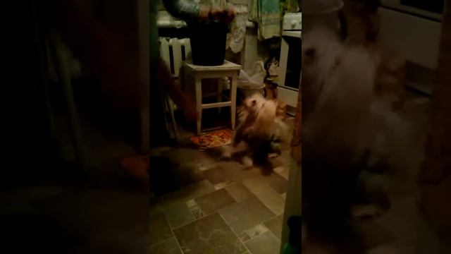 Китайская хохлатая танцует. смотреть онлайн
