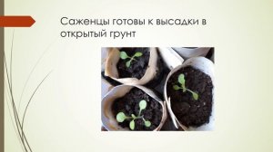 Выращивание табака. Сорт Самарская Гавана. Сезон 2020 го