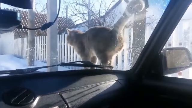 Жесткие приколы :) смотреть онлайн