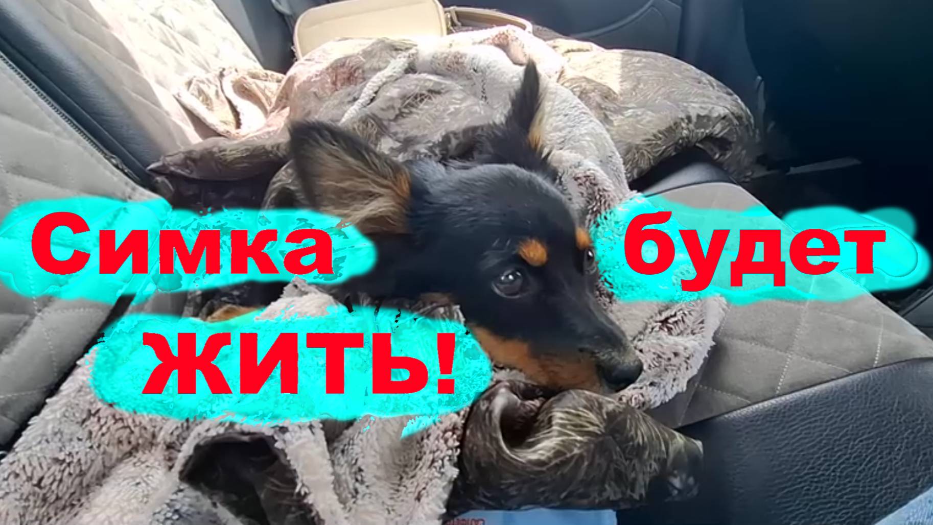 #257 Симка попала в беду. День рождения отмечать некогда. смотреть онлайн