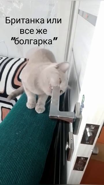 Ручка не пострадала #коты #cat #catlover #cute #funny #кот #кошкатр?