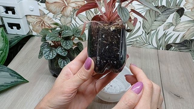 Мои пеперомии🪴 Сентябрь 2024 смотреть онлайн