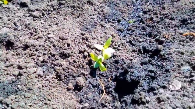 УДАЧНЫЙ СПОСОБ ПОСЕВА КАПУСТЫ В ГРУНТ. ЗАЩИТА ОТ МЕДВЕ смотреть онлайн
