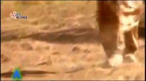 клипи точики 2062