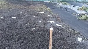 Февральская посадка саженцев черешни