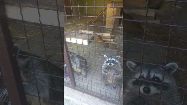 Забавные еноты-попрошайки смотреть онлайн