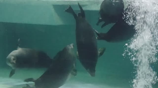 ШАЛОВЛИВЫЕ НЕРПЫ смотреть онлайн