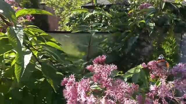 Нашествие бабочек Крапивницы на даче смотреть онлайн