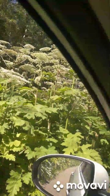 5 метровый борщевик!!!