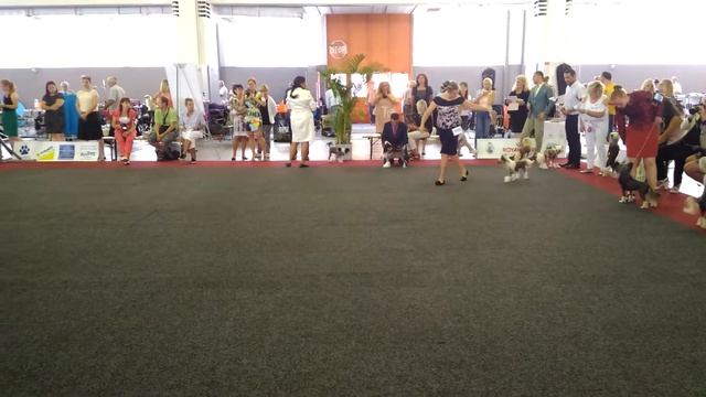 EDS 2016, BRUSSELS, 27.08.2016, Chinese Crested Dogs