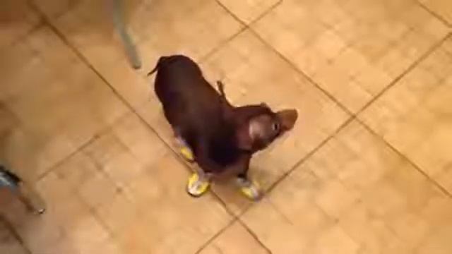 Приколы н1 смотреть онлайн