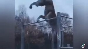 Безумно можно быть первым #shorts #приколы #волки #братья #memes