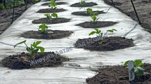 6 мая 2025 год Арбузы и дыни на грядке-термосе